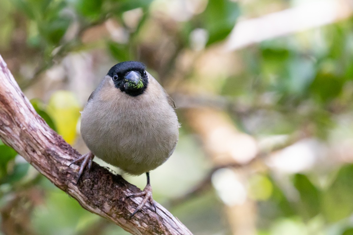 Azores Bullfinch - Magdalena Nogaj