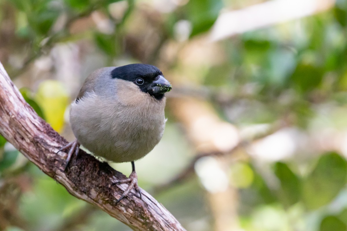 Azores Bullfinch - Magdalena Nogaj