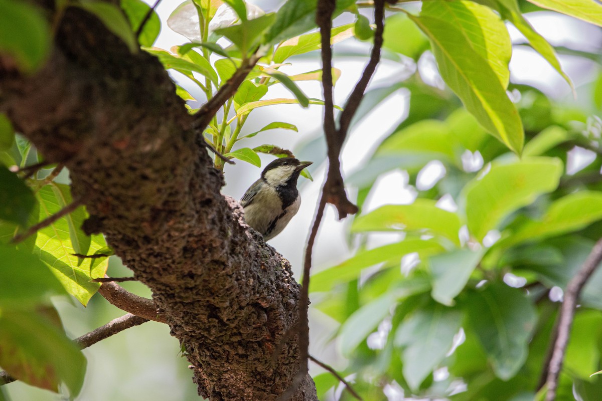 Asian Tit (Cinereous) - ML577058071