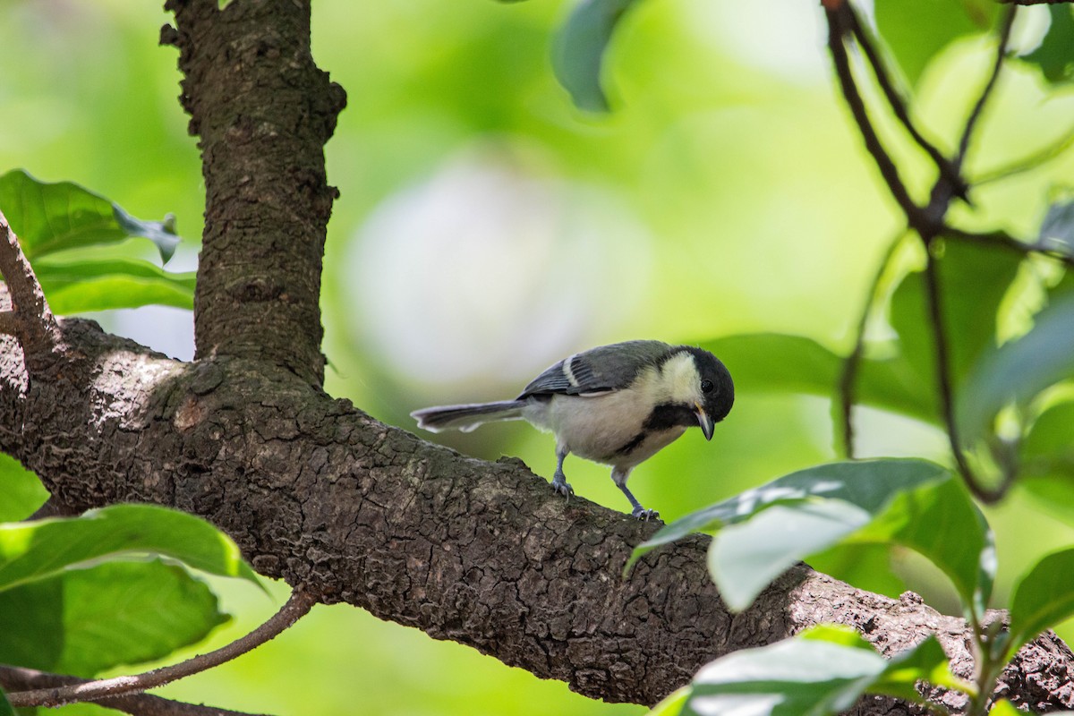 Asian Tit (Cinereous) - ML577058081