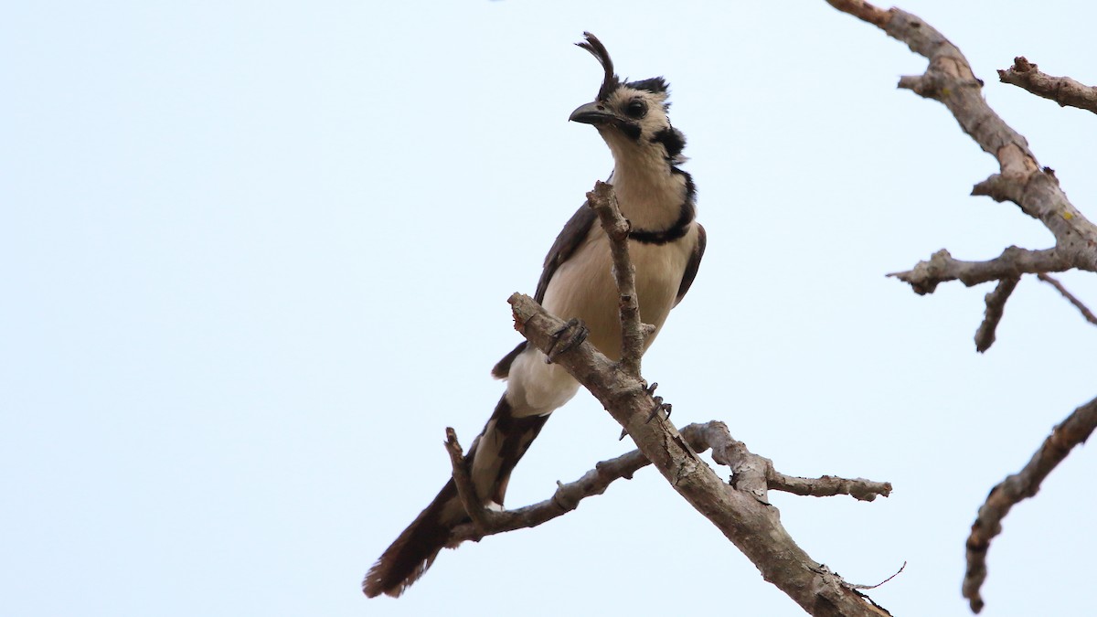 White-throated Magpie-Jay - ML577058091