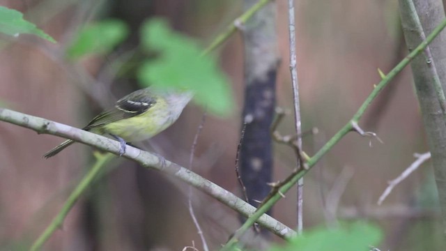 hvitøyevireo - ML577058781