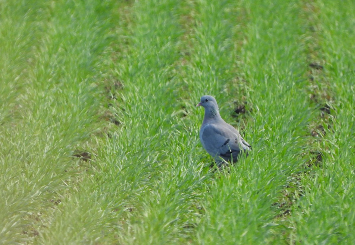 Stock Dove - ML577058801