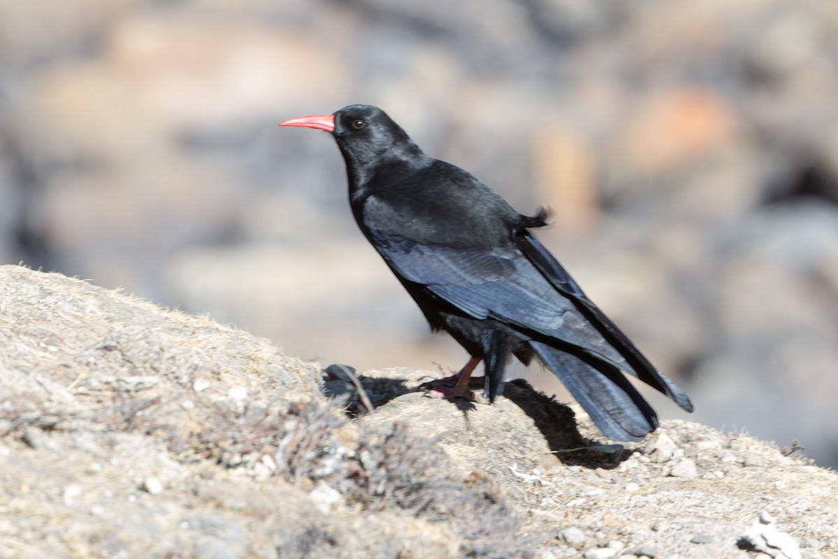 Red-billed Chough - ML577058841