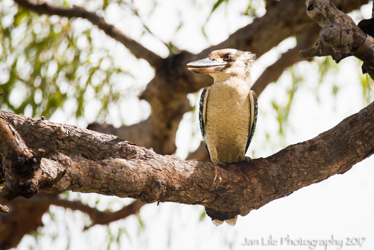 Blue-winged Kookaburra - ML57705941