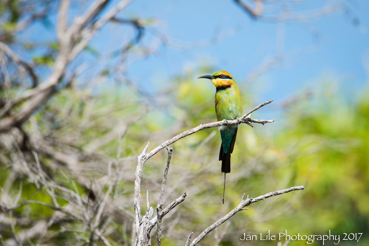 Rainbow Bee-eater - ML57705961