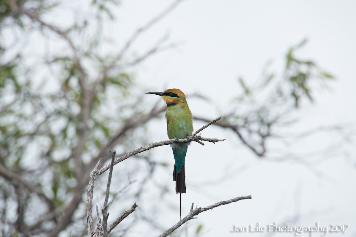 Rainbow Bee-eater - ML57705971