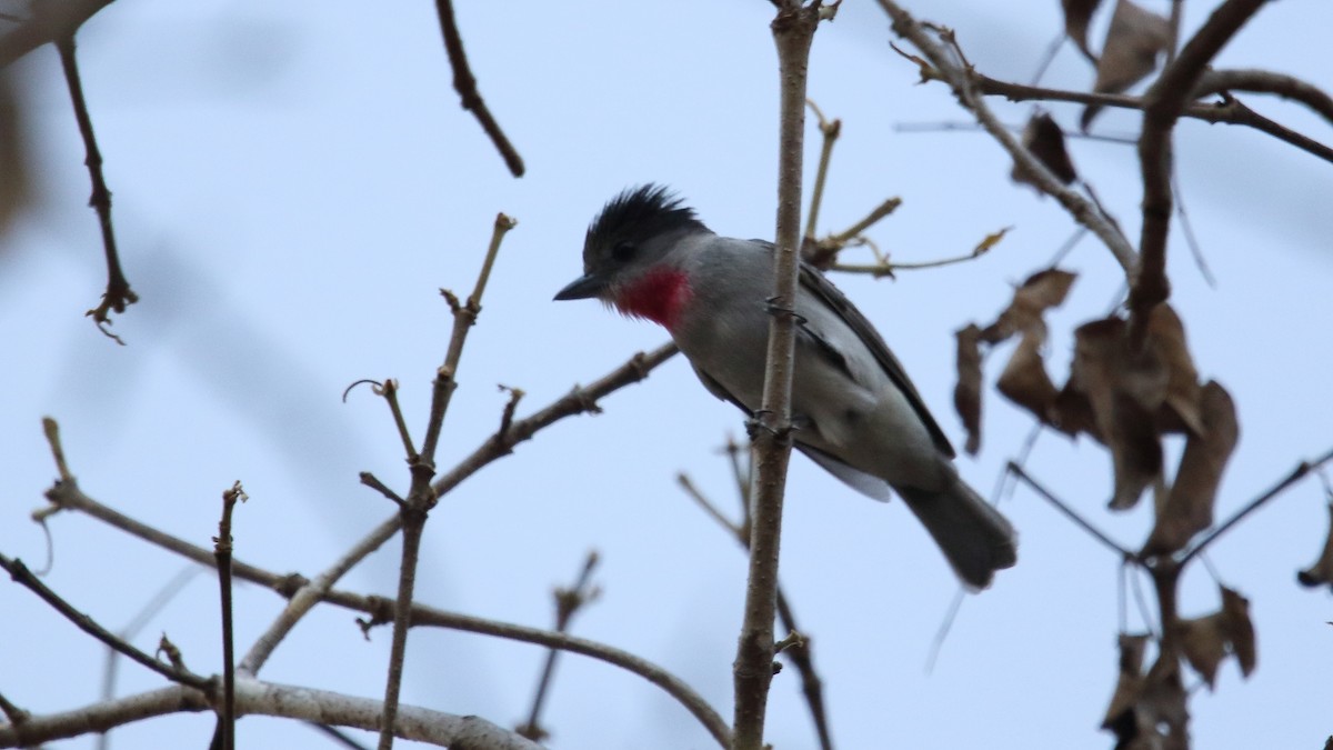 Rose-throated Becard - ML577059951