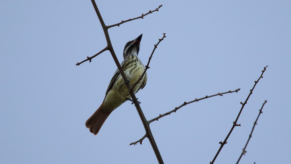 Sulphur-bellied Flycatcher - ML577060091