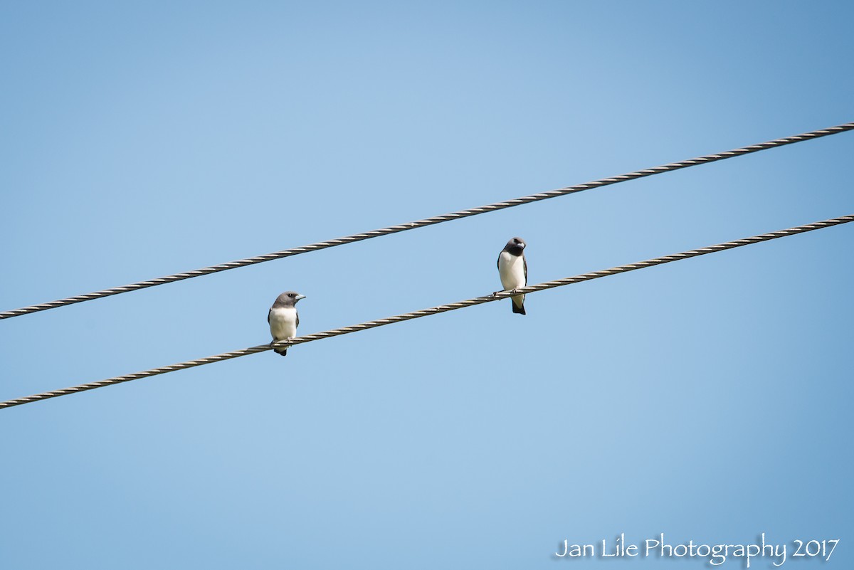 White-breasted Woodswallow - ML57706011