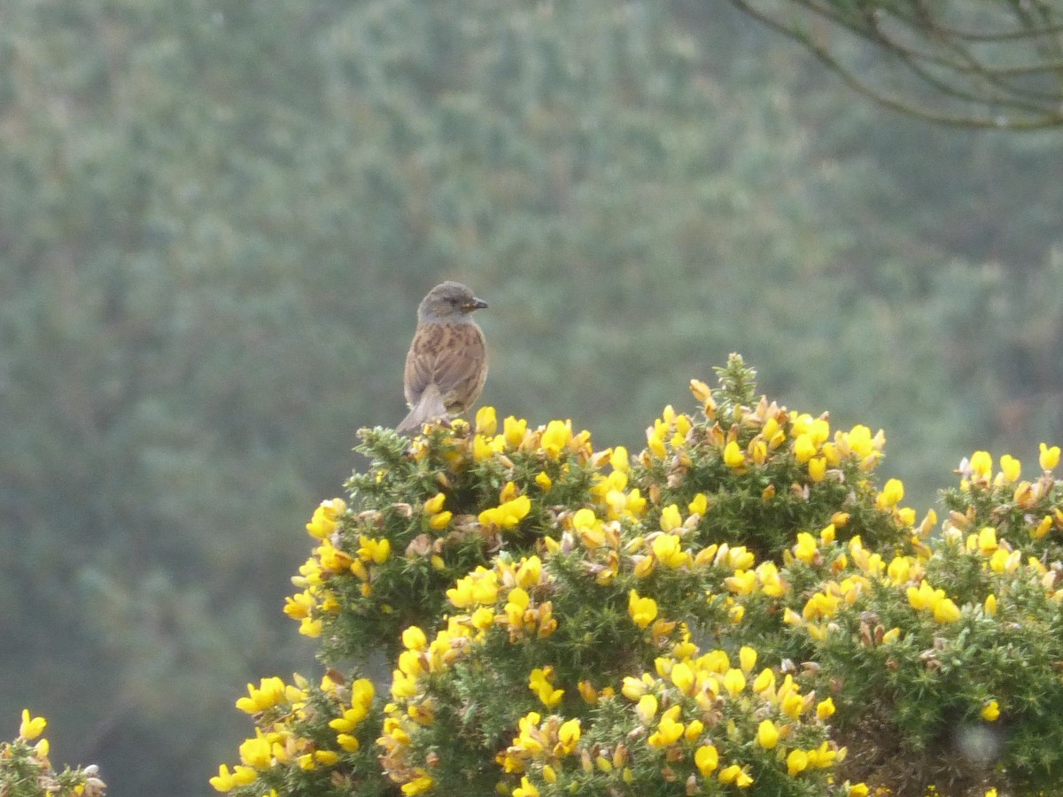 Dunnock - ML577060881