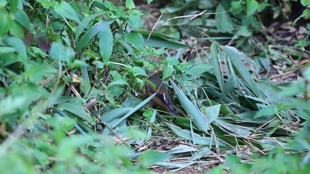 Gold-naped Finch - ML577062911