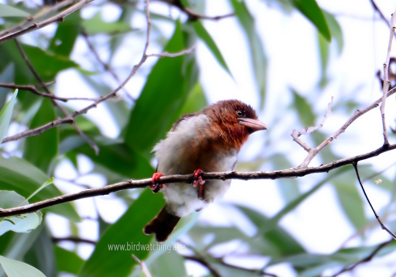 Brown Barbet - ML577063661