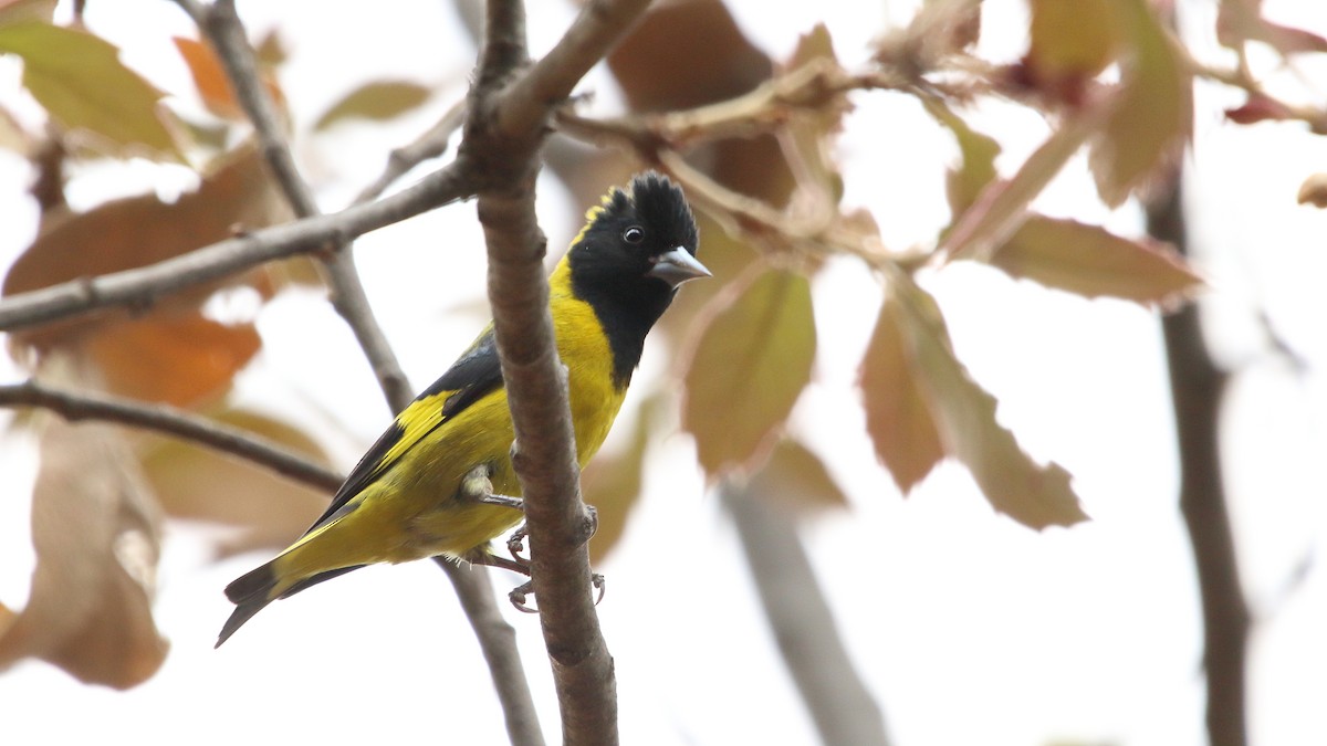 Black-headed Siskin - Anuar López