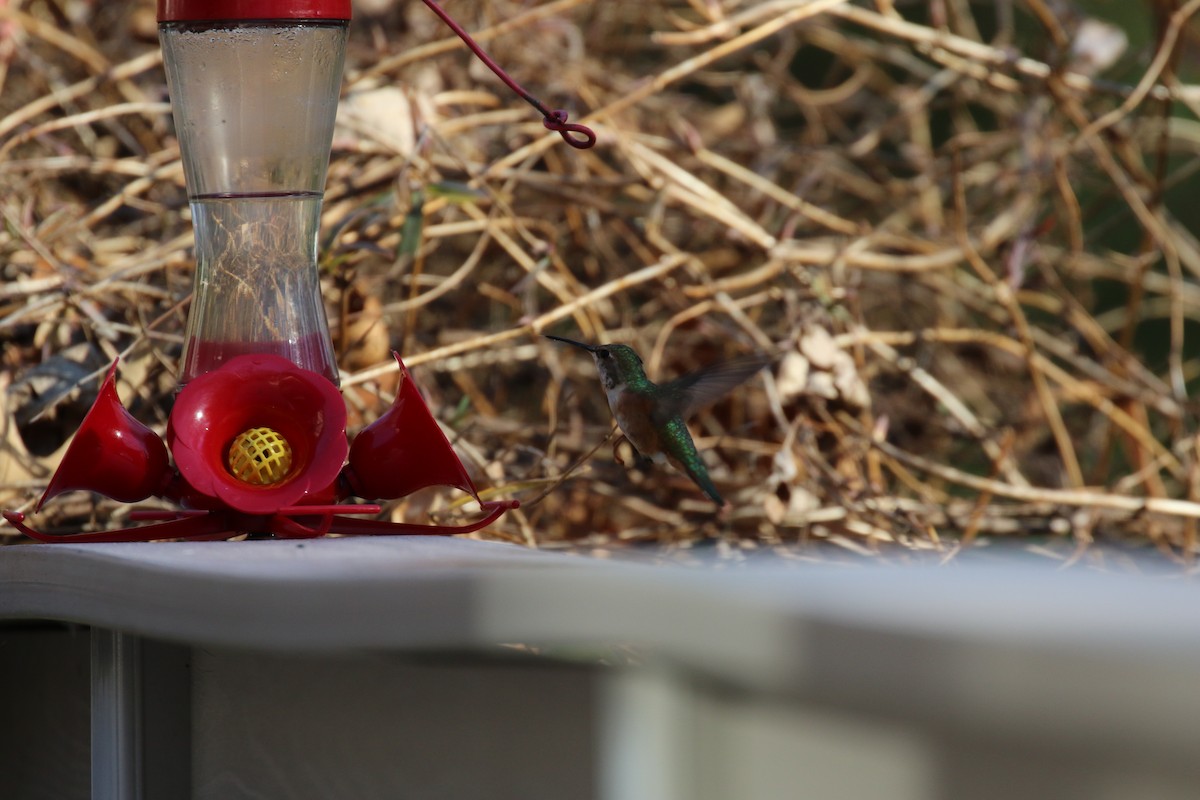 Rufous Hummingbird - ML577064821