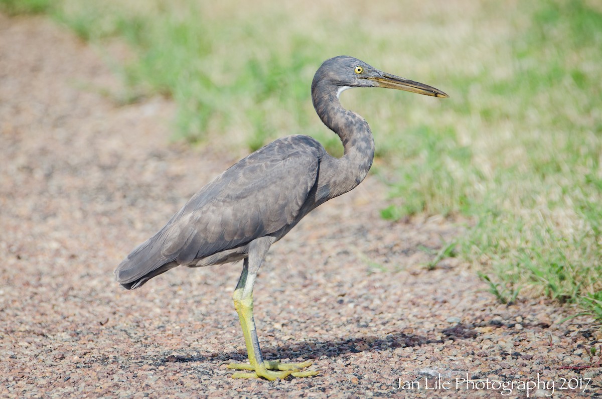 Pacific Reef-Heron - ML57706511