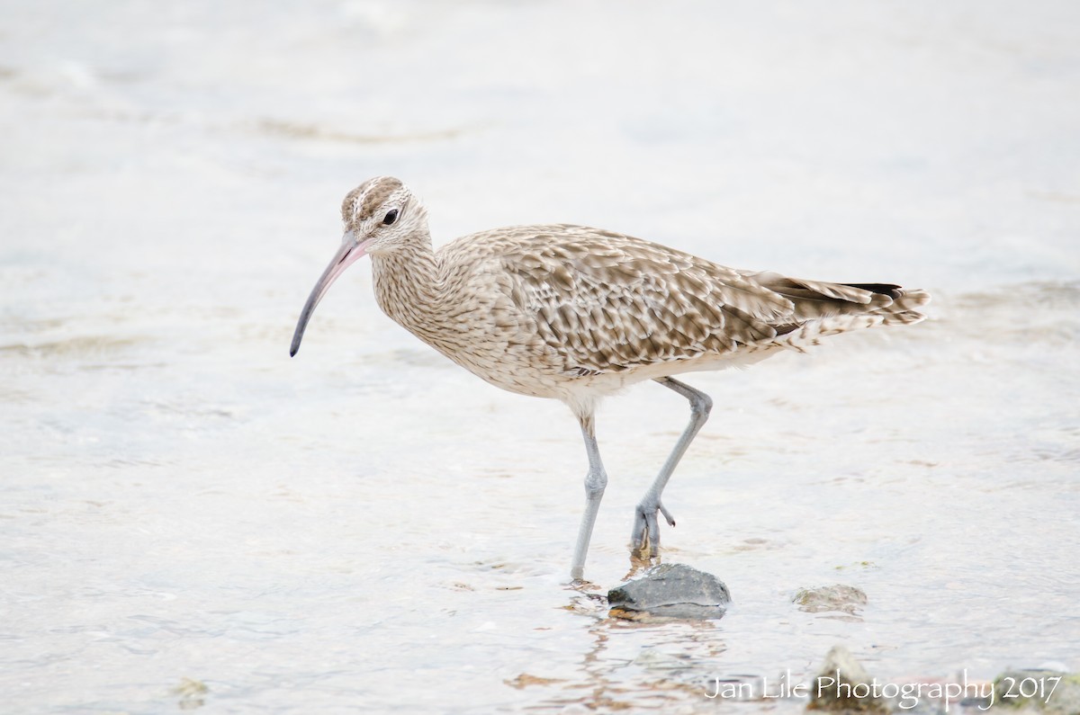 Regenbrachvogel - ML57706551