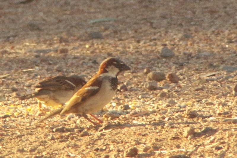 House Sparrow - Pat Goltz