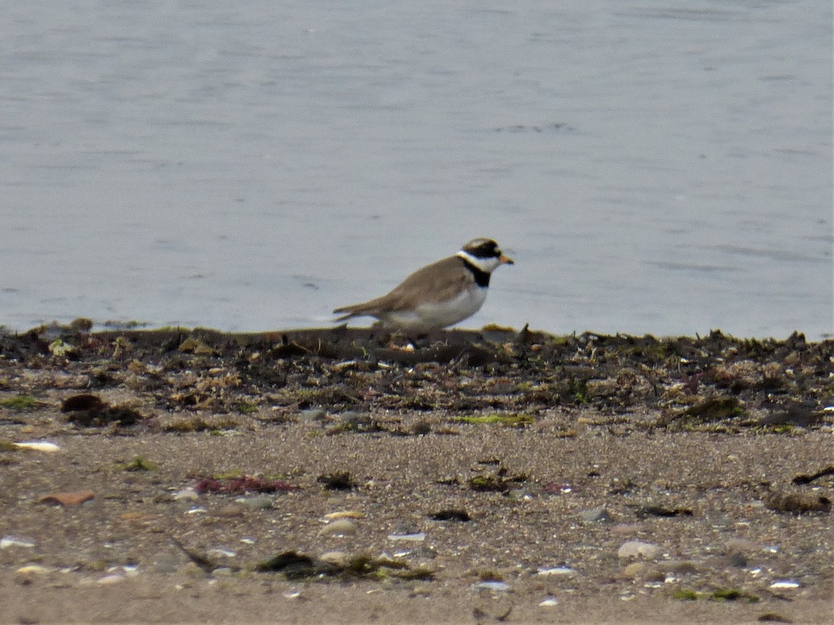 Common Ringed Plover - ML577068511