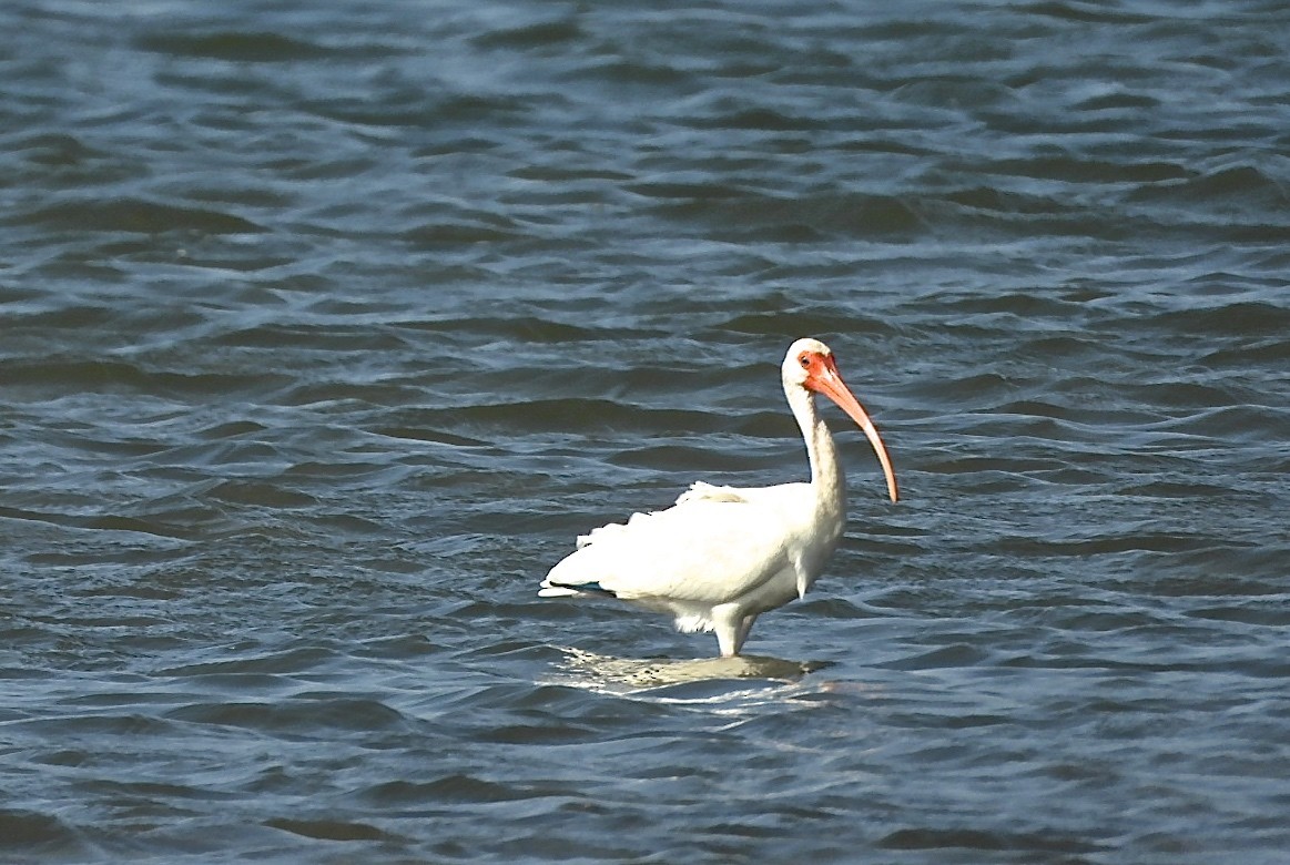 ibis bílý - ML577069671