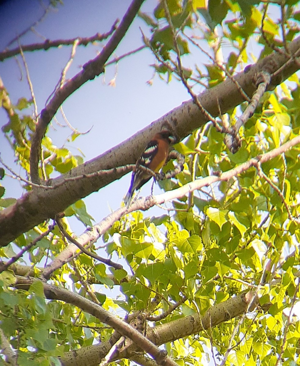Black-headed Grosbeak - ML577072751