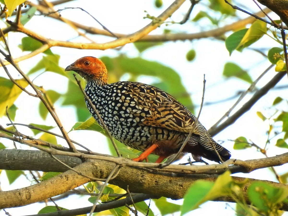 Painted Francolin - ML577073531