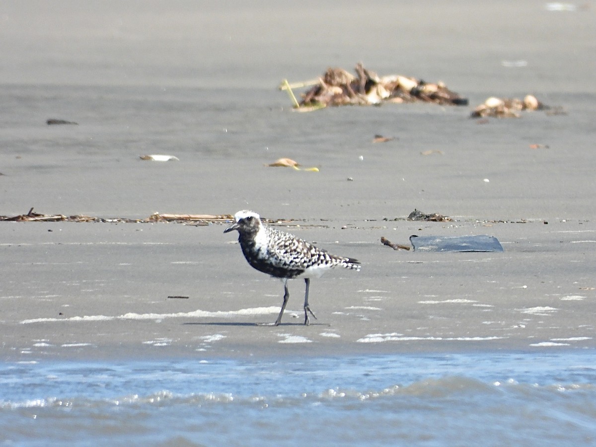 Black-bellied Plover - ML577073831