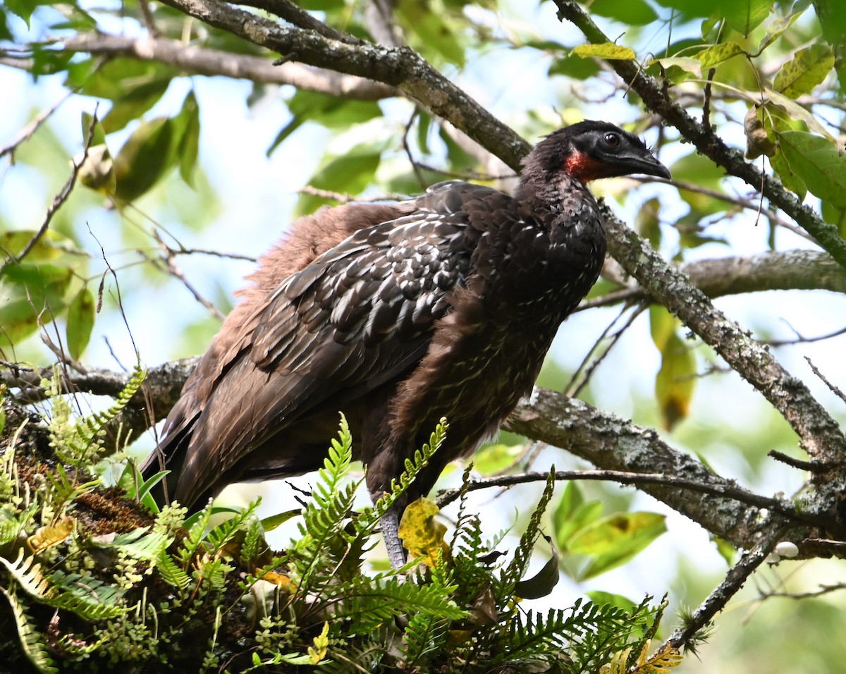 Yungas Guan - ML577074041