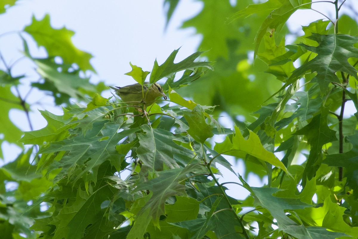 Worm-eating Warbler - ML577074471