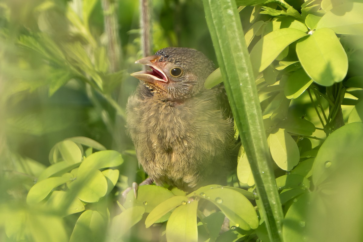 Song Sparrow - ML577074751