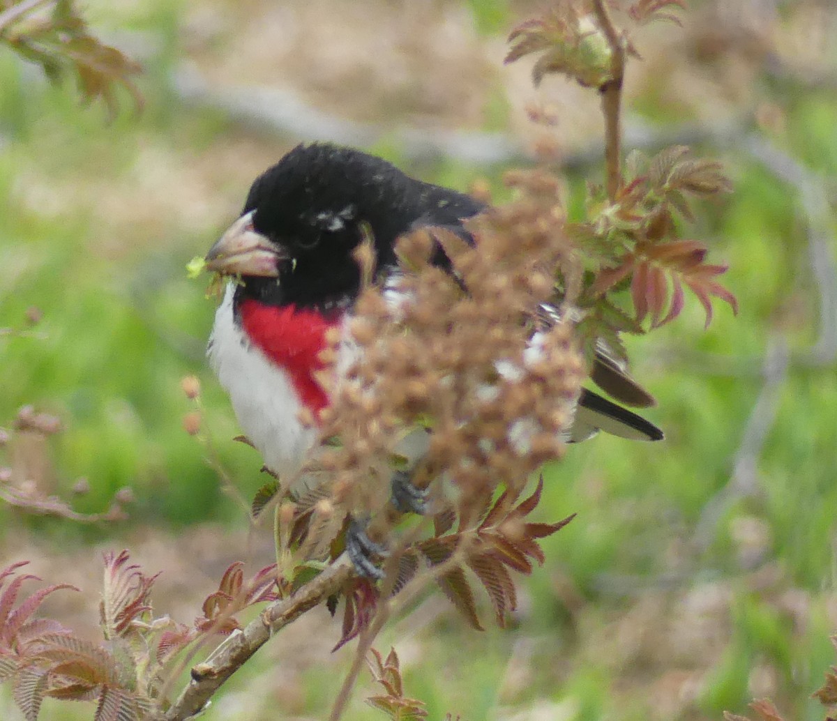 Rose-breasted Grosbeak - ML577074931