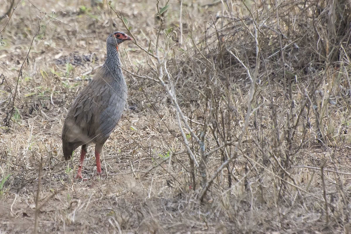 Red-necked Spurfowl (Cranch's) - ML577075131