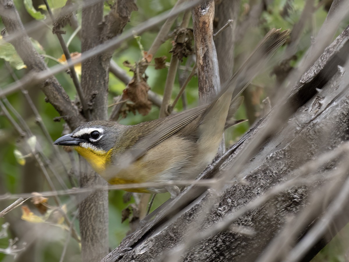 Yellow-breasted Chat - ML577075141