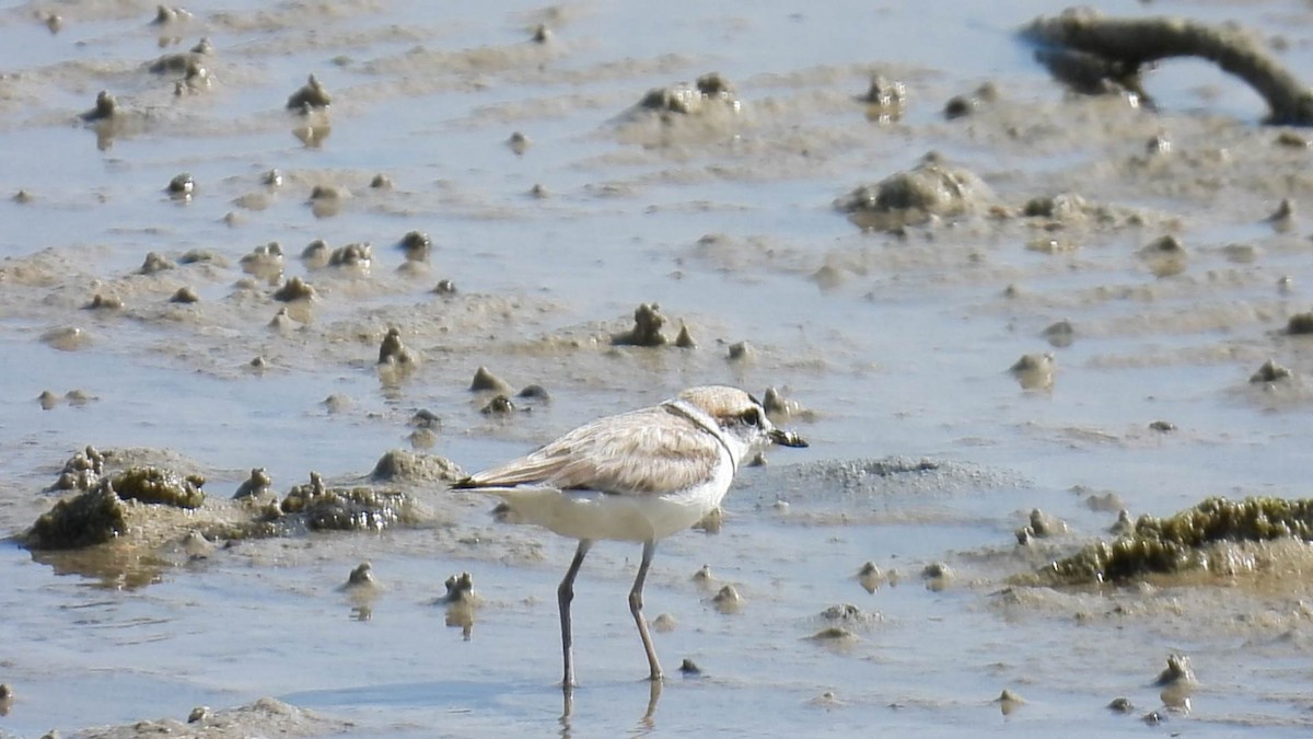 Malaysian Plover - Jintamard Sinlapaprommard