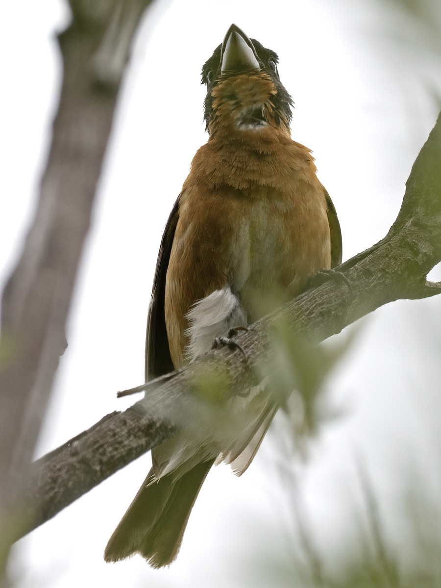 Black-headed Grosbeak - ML577075241