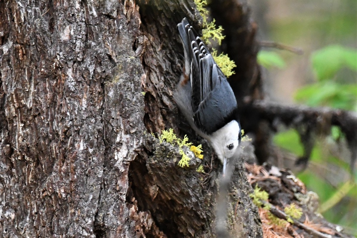 White-breasted Nuthatch - ML577075411