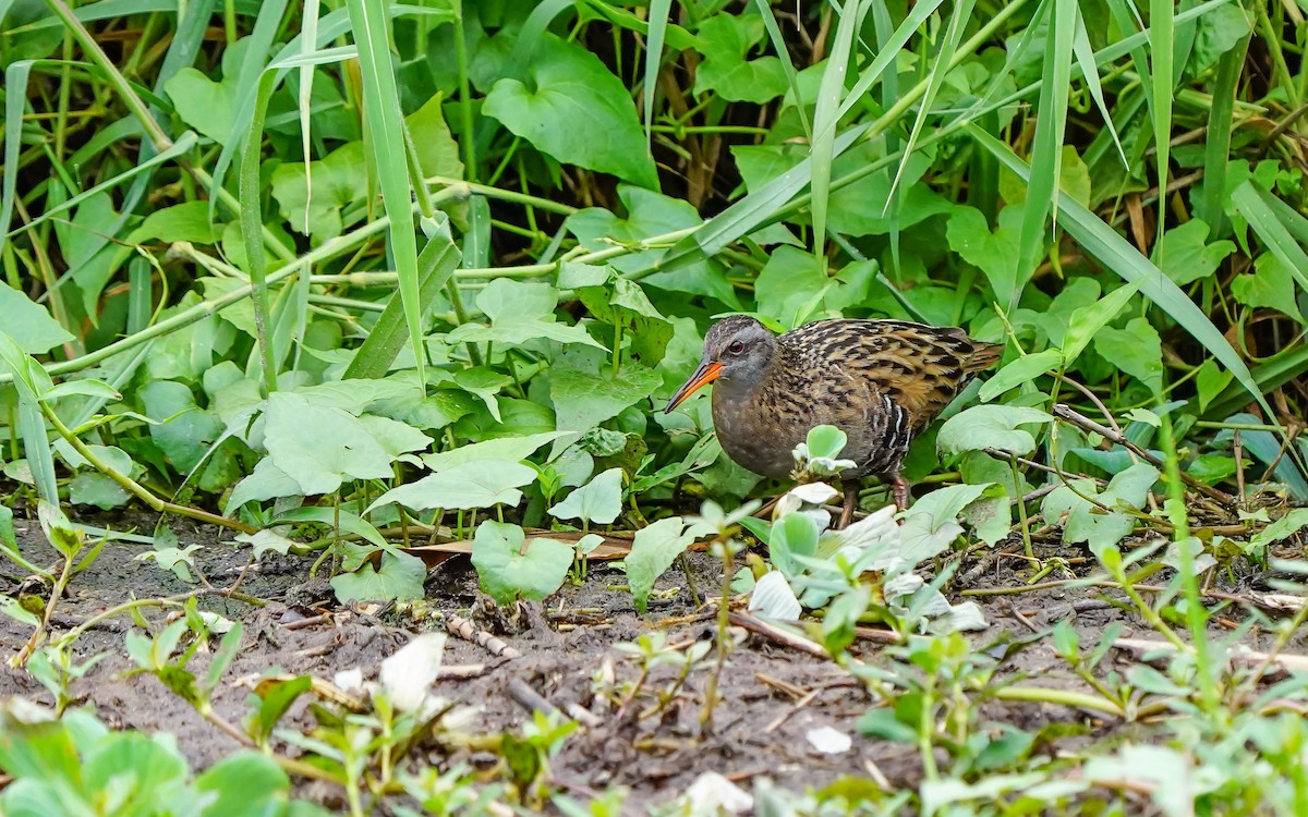 Brown-cheeked Rail - ML577075421