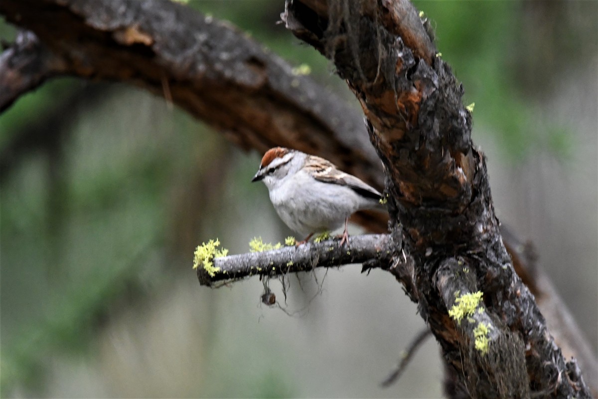 Chipping Sparrow - ML577075571