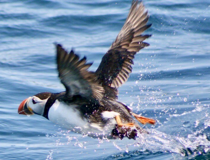 Atlantic Puffin - ML577075611