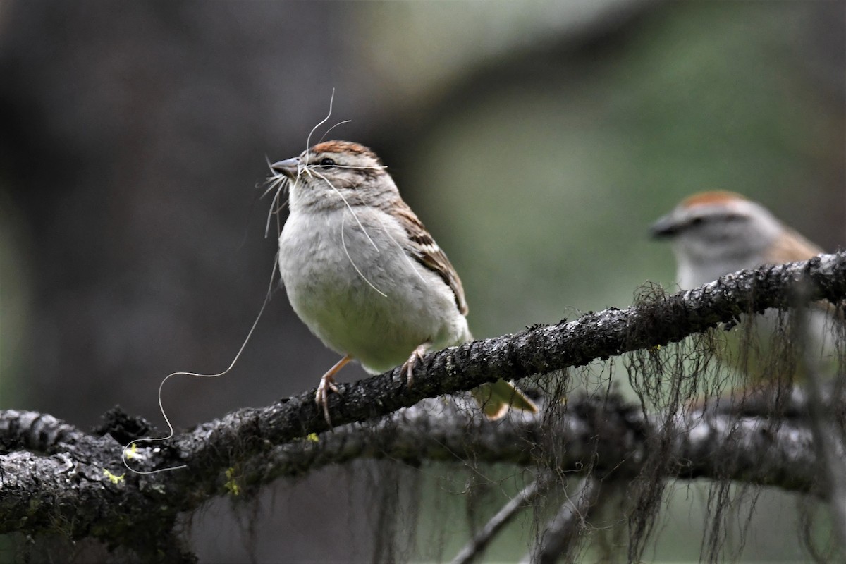 Chipping Sparrow - ML577075691