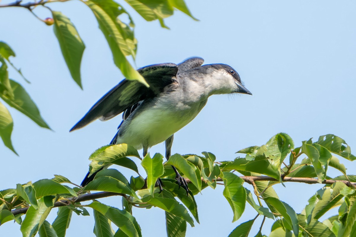 Eastern Kingbird - ML577077051