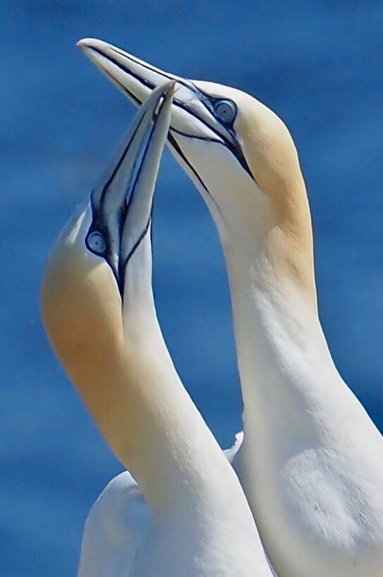 Northern Gannet - ML577078471