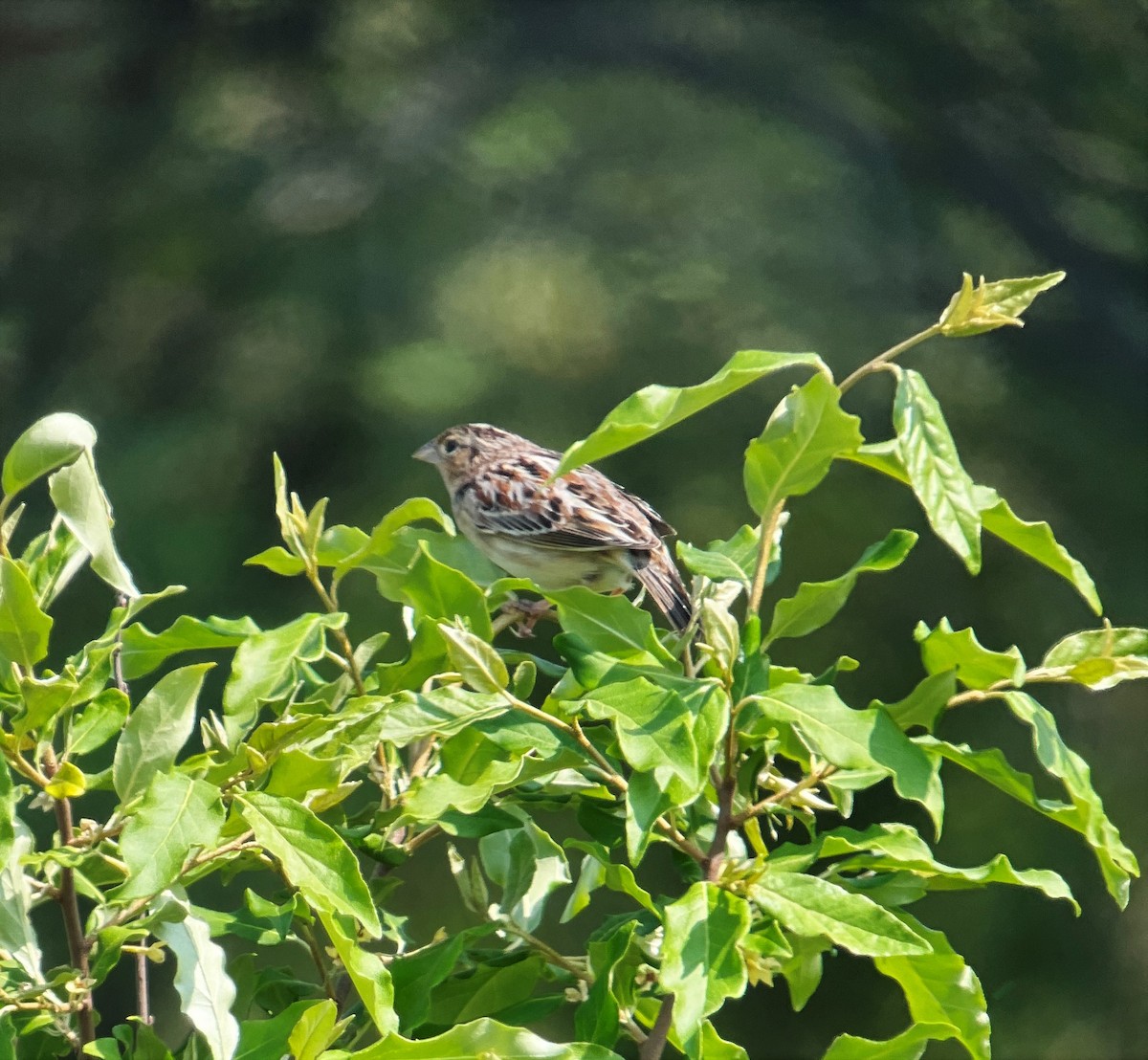 Grasshopper Sparrow - ML577079181