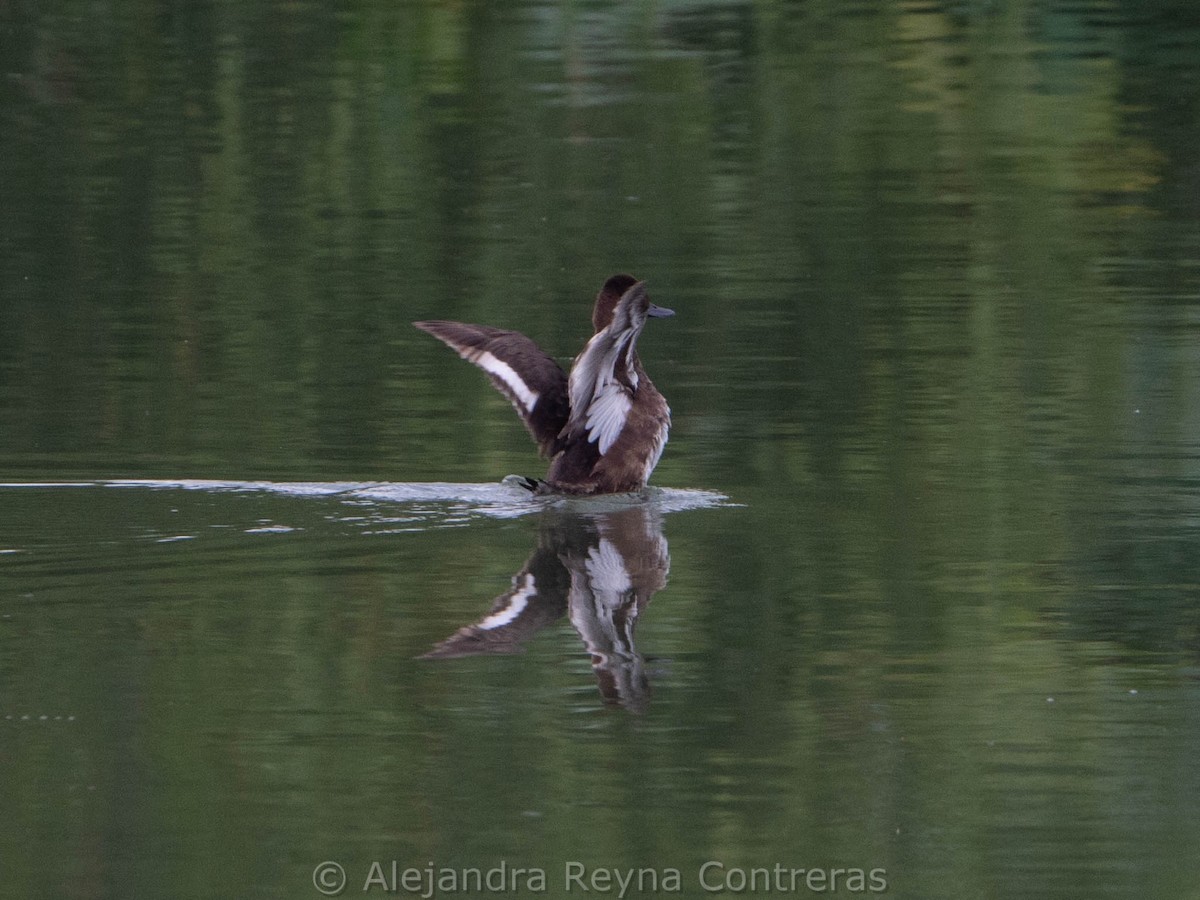 Lesser Scaup - ML577079281