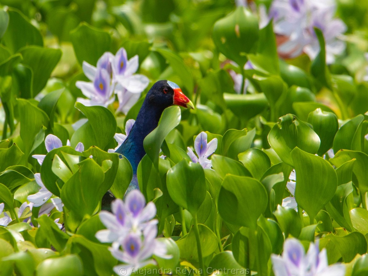 Purple Gallinule - ML577079491