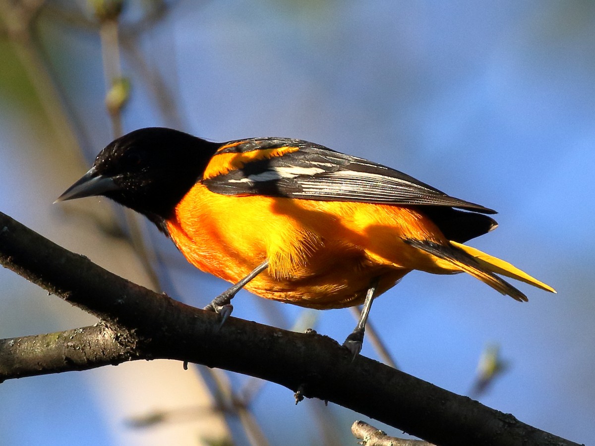 Baltimore Oriole - ML577079671