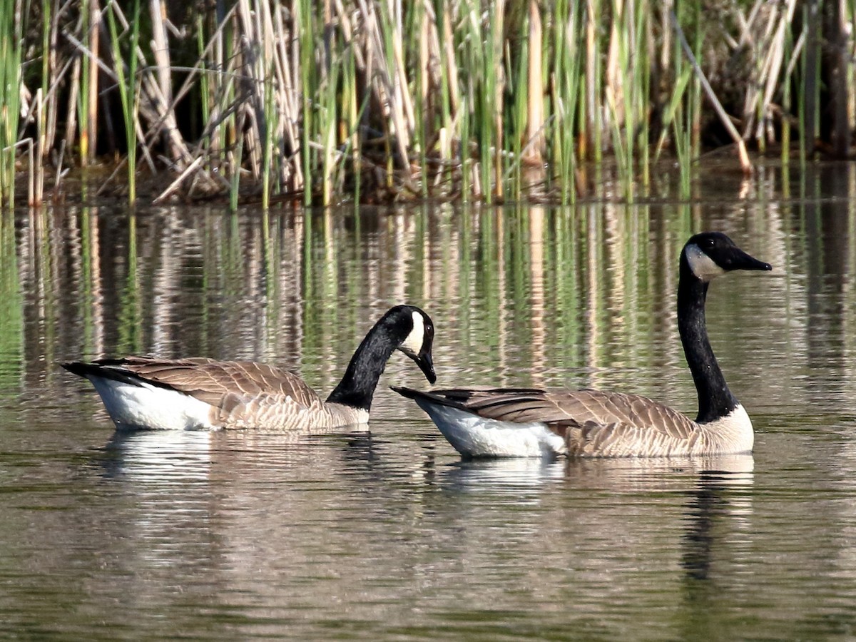 Canada Goose - ML577079811