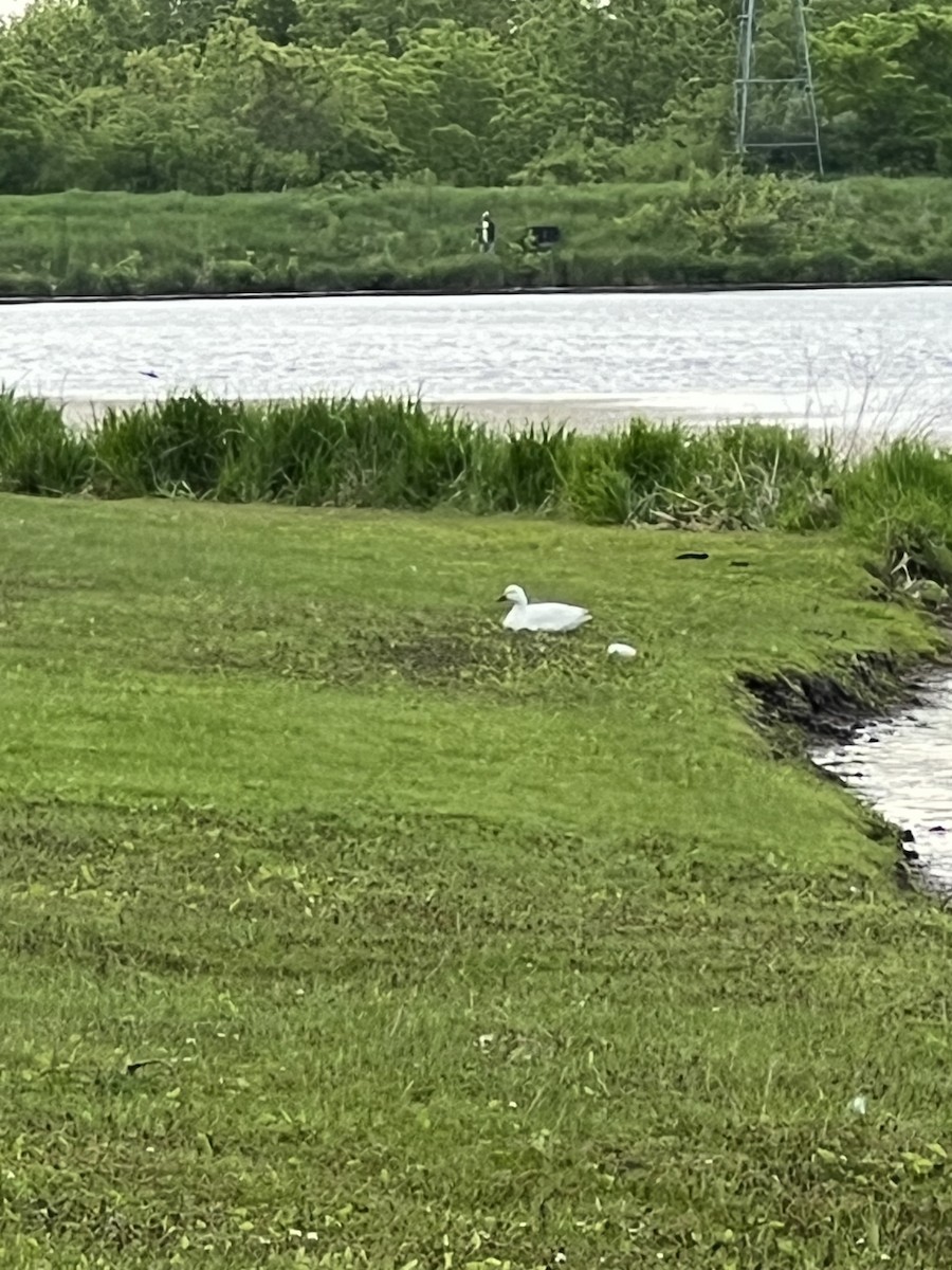 Ross's Goose - ML577080521