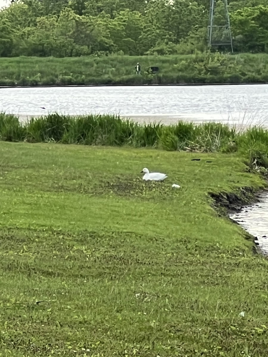 Ross's Goose - ML577080531