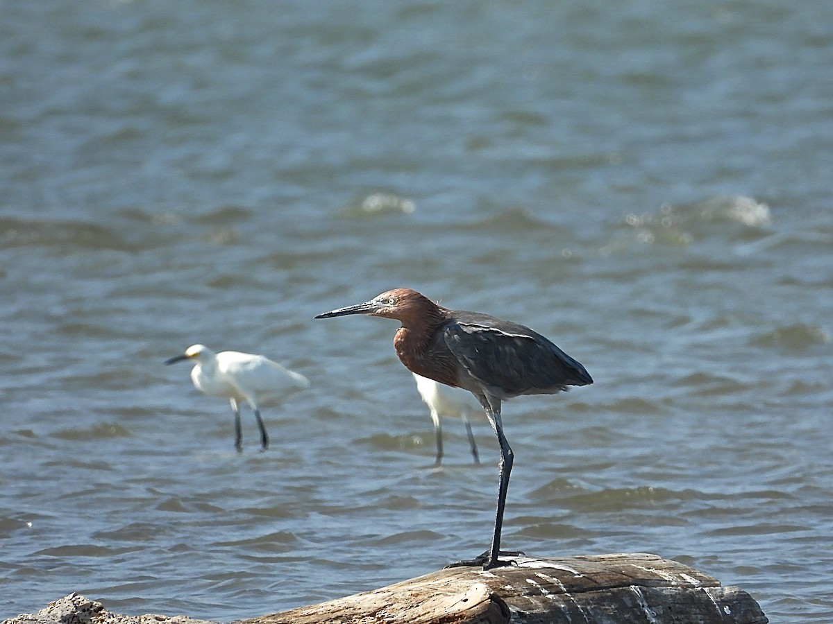 Reddish Egret - ML577081551